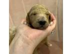 Goldendoodle Puppy for sale in Magnolia, TX, USA