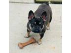 French Bulldog Puppy for sale in Jefferson, GA, USA