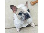 French Bulldog Puppy for sale in Jefferson, GA, USA