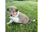 Bearded Collie Puppy for sale in Hoyleton, IL, USA