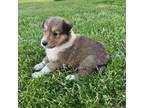 Bearded Collie Puppy for sale in Hoyleton, IL, USA