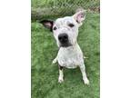 Adopt Molly a Pointer, American Staffordshire Terrier