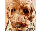 Adopt Gracie a Golden Retriever, Poodle