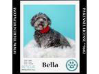 Adopt Bella 042724 a Shih Tzu, Poodle