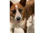 Adopt Gidget a Cattle Dog