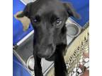 Adopt Raleigh 21-0183 a Labrador Retriever, Mixed Breed