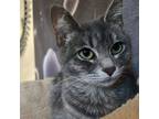 Adopt Mimi a Domestic Short Hair