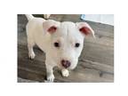 Adopt Kashmere a Pit Bull Terrier, Shepherd