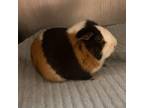 Adopt Judge Judy a Guinea Pig