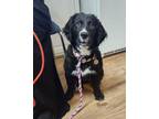 Adopt Ariel a Bernese Mountain Dog, Labrador Retriever
