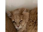 Adopt Kringle a Domestic Long Hair