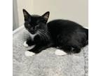 Adopt Piglet a Domestic Short Hair