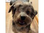 Adopt Winter a Yorkshire Terrier