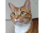 Adopt Poppy a Domestic Short Hair