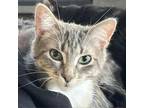 Adopt Winter Solstice a Domestic Short Hair