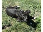 Adopt Dandelion a American Staffordshire Terrier