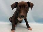 Adopt Mackenzie a American Staffordshire Terrier, Mixed Breed