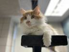 Adopt Catty Purry a Domestic Long Hair