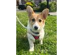 Adopt Emma a Cardigan Welsh Corgi