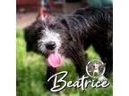 Adopt Beatrice Lee a Schnauzer, Poodle