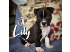 Adopt Lily Rushin a Pit Bull Terrier, Mixed Breed