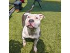 Adopt Precious a Pit Bull Terrier