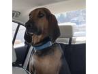 Adopt Miss Belle a Bloodhound