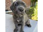 Cane Corso Puppy for sale in West Valley City, UT, USA