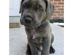 Cane Corso Puppy for sale in West Valley City, UT, USA