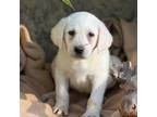 Labrador Retriever Puppy for sale in Portland, TN, USA