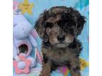 Mutt Puppy for sale in Clermont, FL, USA