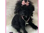 Poodle (Toy) Puppy for sale in Beaumont, TX, USA