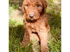 Mutt Puppy for sale in Franklinville, NY, USA