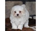 Maltese Puppy for sale in Millersburg, OH, USA