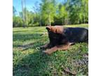 Mutt Puppy for sale in Beaumont, TX, USA