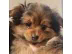 Pomeranian Puppy for sale in Snohomish, WA, USA