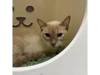 Adopt Jasmine a Domestic Short Hair, Siamese