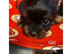Yorkshire Terrier Puppy for sale in Overton, TX, USA