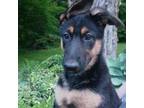 German Shepherd Dog Puppy for sale in Belchertown, MA, USA