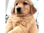 Golden Retriever Puppy for sale in Menifee, CA, USA
