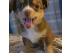 Chihuahua Puppy for sale in Liberty Center, OH, USA