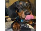 Dachshund Puppy for sale in Fall River, MA, USA