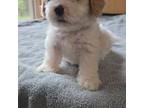 Cavachon Puppy for sale in Marietta, SC, USA