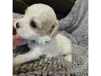 Cavachon Puppy for sale in Marietta, SC, USA