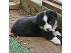 Australian Shepherd Puppy for sale in Clarksville, VA, USA
