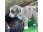Australian Shepherd Puppy for sale in Clarksville, VA, USA