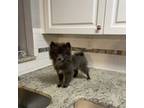 Pomeranian Puppy for sale in Holiday, FL, USA