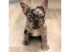 French Bulldog Puppy for sale in West Babylon, NY, USA