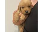 Golden Retriever Puppy for sale in Conway, SC, USA