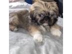 Pekingese Puppy for sale in North Las Vegas, NV, USA